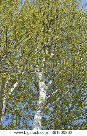 London Plane - Latin Name - Platanus X Hispanica (platanus X Acerifolia)