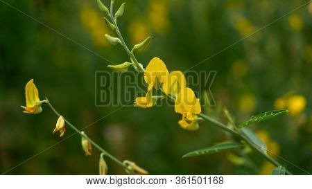 Fields Of Yellow Petals Indian Hemp On Blurred Leave Background, Know As Madras Hemp Or Sunn Crotola