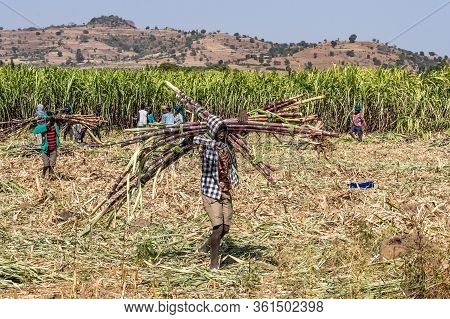 Tis Issat, Ethiopia - Feb 05, 2020: Ethiopian Peasants Working In The Fields During The Harvest Near