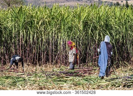 Tis Issat, Ethiopia - Feb 05, 2020: Ethiopian Peasants Working In The Fields During The Harvest Near