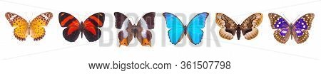Set Of Beautiful And Colorful Butterflies Isolated On White.