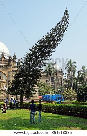 MUMBAI, INDIA - FEBRUARY 14, 2020: Cook pine tree in front of Chhatrapati Shivaji Maharaj Vastu Sangrahalaya formerly Prince of Wales Museum in Mumbai, India