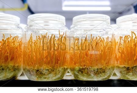 Cordyceps Militaris Mushroom In A Glass Bottles. (scientific Name:ophiocordyceps Sinensis) Cordyceps