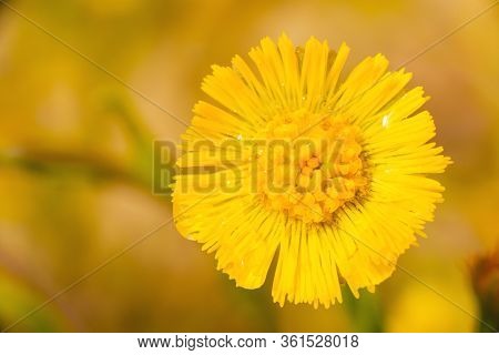 Yellow flower of spring. Coltsfoot flower. Spring yellow flower mother and stepmother.