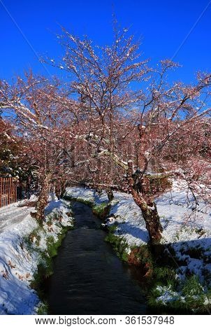 April Snowfall Cherry Blossoms Tree From Awara River In Oshino Hakkai Japan 04/14/2020