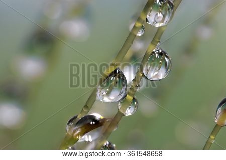 Extreme close up shot of fresh moss growth with water drops created  multiple images using focus stack techniques
