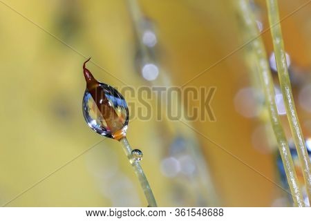 Extreme close up shot of fresh moss growth with water drop created  multiple images using focus stack techniques