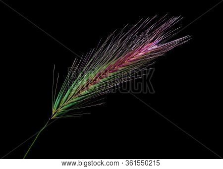 The Flower Of Grass, Family Poaceae Or Graminea, Viewed From The Side, Close-up, Showing Details And
