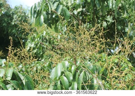 Longan Orchards - Tropical Fruits Young Longan In Thailand