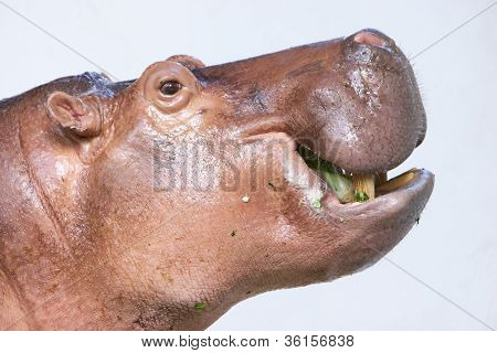 hippopotame, manger des légumes dans un zoo sur fond blanc