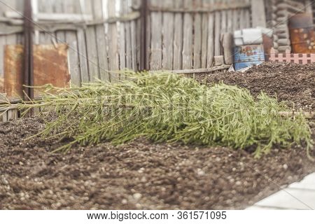 The Felled Tree Is Lying On Ground