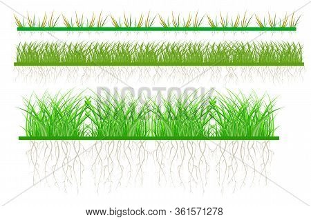 Set Grass Isolated On White Background. Green Grass. Bio Lawn Pattern, Herbal Summer Border. Fresh F