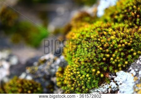Tortula Muralis, Polytrichum And Caloplaca Thallincola Mosses On The Rock.