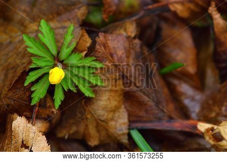 Creeping Buttercup Flower, Ranunculus Repens. Tellow Forest Flower On A Brown Leaves Background.