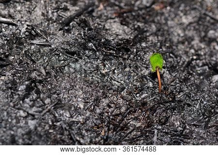 Sprout Rises Over Burnt Ground. Grass Ash After Arson. Recovery After Massive Crysis. Future Resurre