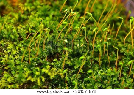 Forest Moss Close-up. Bright Micro Greens Macro.