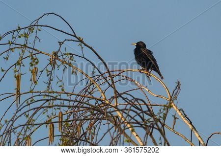 The Common Starling (sturnus Vulgaris), Also Known As The European Starling, Or In The British Isles