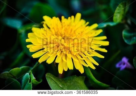 Beautiful Blooming Yellow Dandelion Flower Macro Detail Surrounded By Green Leaves