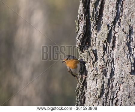 Close Up Wood European Robin, Erithacus Rubecula Climbing On Larch Tree Trunk Lookin To The Camara. 