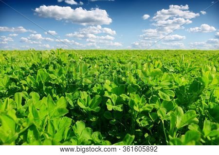 Beautiful green clower grass and sky