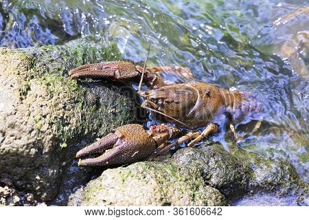 Noble Crayfish  ( Astacus Astacus ) On A Stone In Natural Habitat; This Is A Protected Vulnerable Sp