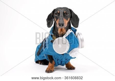 Funny Black And Tan Dachshund Wearing Special Blue Protective Disinfection Suit, Stands On White Bac