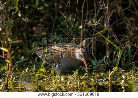 Water Rail Or Rallus Aquaticus A Winter Migratory Bird In Wetland Of Keoladeo National Park Or Bhara