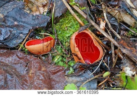 Beautiful Red Sarcoscypha From Central Europe Forests, Russia