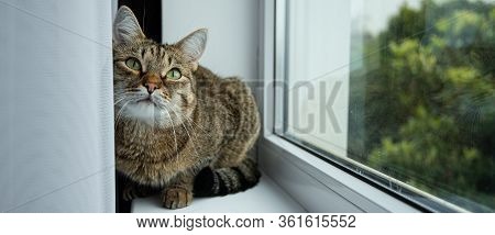 A Cat With Green Eyes Looks Interested Window Tree Window Sill Curtain Banner