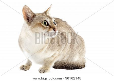 Singapura kat