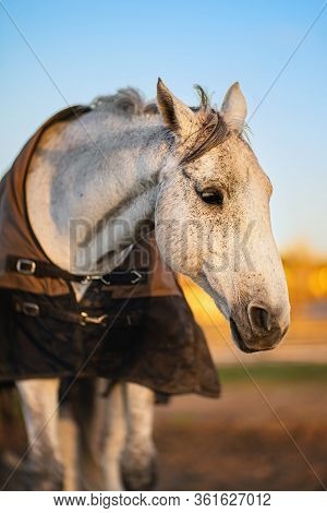 White Horse With Caparison In The Farm Yard In Spring.