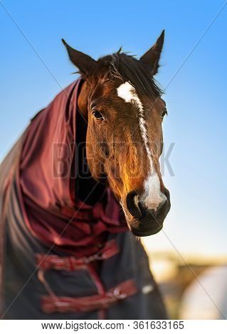 Brown Horse With Caparison In The Farm Yard In Spring Sunset.