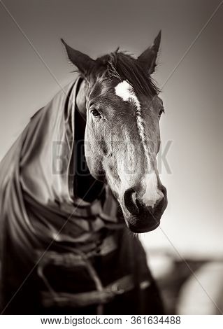 Brown Horse With Caparison In The Farm Yard In Spring Sunset. Black White.