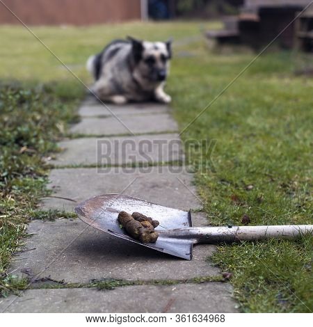 Animal Poo On A Shovel And A Dog Lying Guiltily In The Blured Background