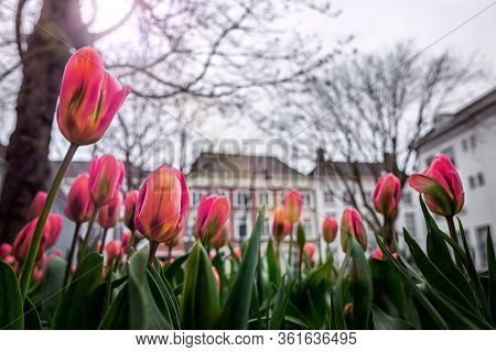 Beautiful Fresh Tulips Blooming In The Netherlands