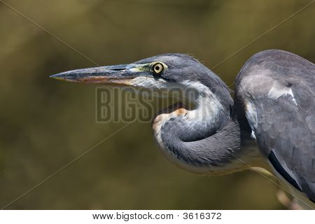 Grey Heron Closeup