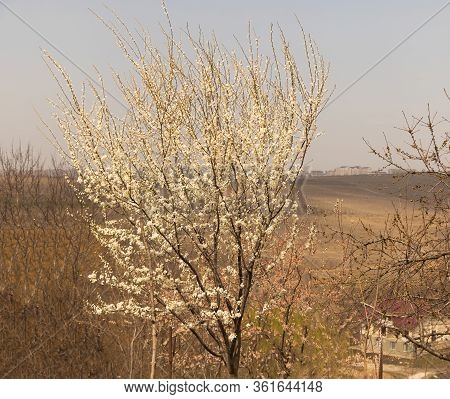 Prunus Cerasifera In Bloom In The Spring
