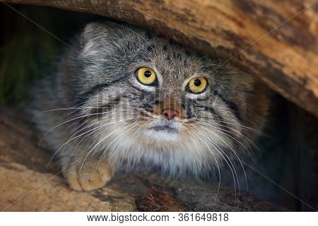 The Pallas's Cat (otocolobus Manul), Also Called The Manul,male Portait.