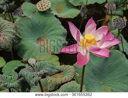 Colorful Lotto Flower Oppening Up In The Summer Session