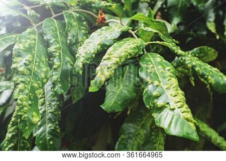 Longan Is A Leaf Spot Disease, Unhealthy Leaf, Longan Leaves That Are Diseased Due To Bad Weather Mu