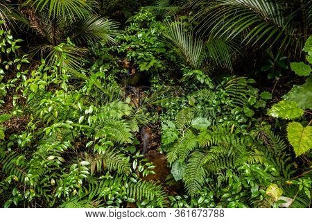 A Wonder Through Waiau Kauri Grove, Coromandel, New Zealand