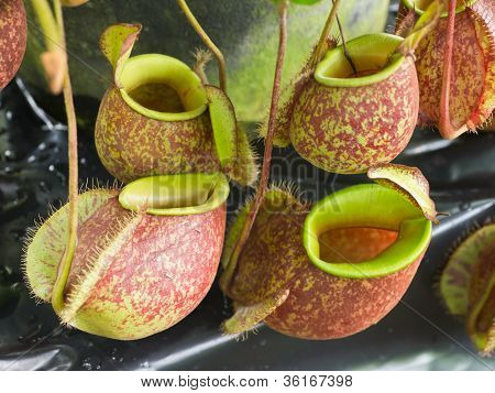 Plantas tropicales del lanzador