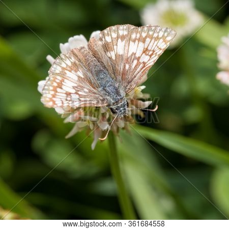 Commen Checkered Skipper butterfly feeding on a white clover flower