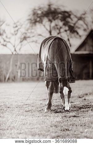 Old Sick Horse With Caparison In The Farm Yard In Spring Sunset. Black White.