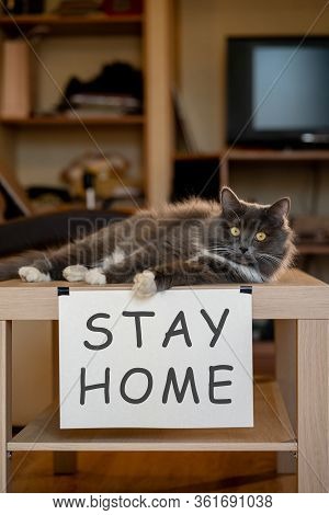 Cat With Nameplate Stay Home On Table At Selfisolation