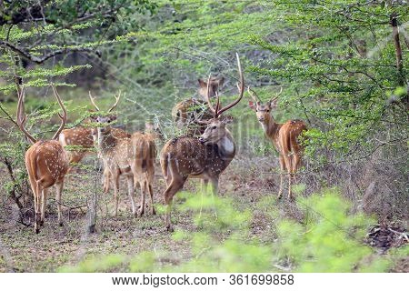The Sri Lankan Axis Deer (axis Axis Ceylonensis) Or Ceylon Spotted Deer, Herd Of Males In The Bush.