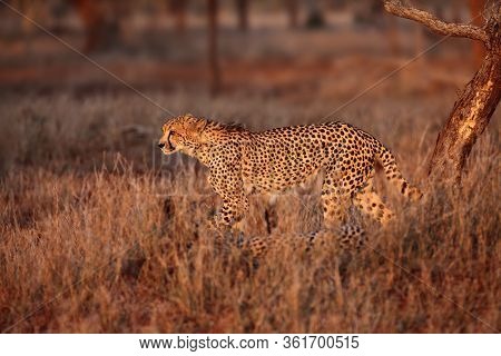 The Cheetah (acinonyx Jubatus) Walking Through The Grass At Sunset Among Trees. African Cat In The E