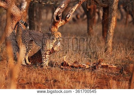 The Cheetah (acinonyx Jubatus) In The Sunset. Large Male Marking Territory.