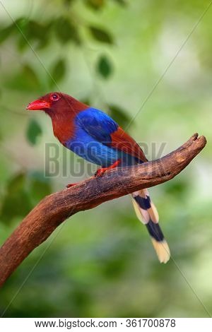 The Sri Lanka Blue Magpie Or Ceylon Magpie (urocissa Ornata) Sitting On The Branch Middle Of The Rai