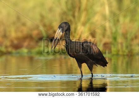 The African Openbill (anastomus Lamelligerus) Fishing In The Shallow Lagoon. African Stork In The Wa